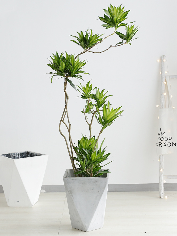 治愈系盆栽绿植推荐,室内小型绿植花卉推荐品种