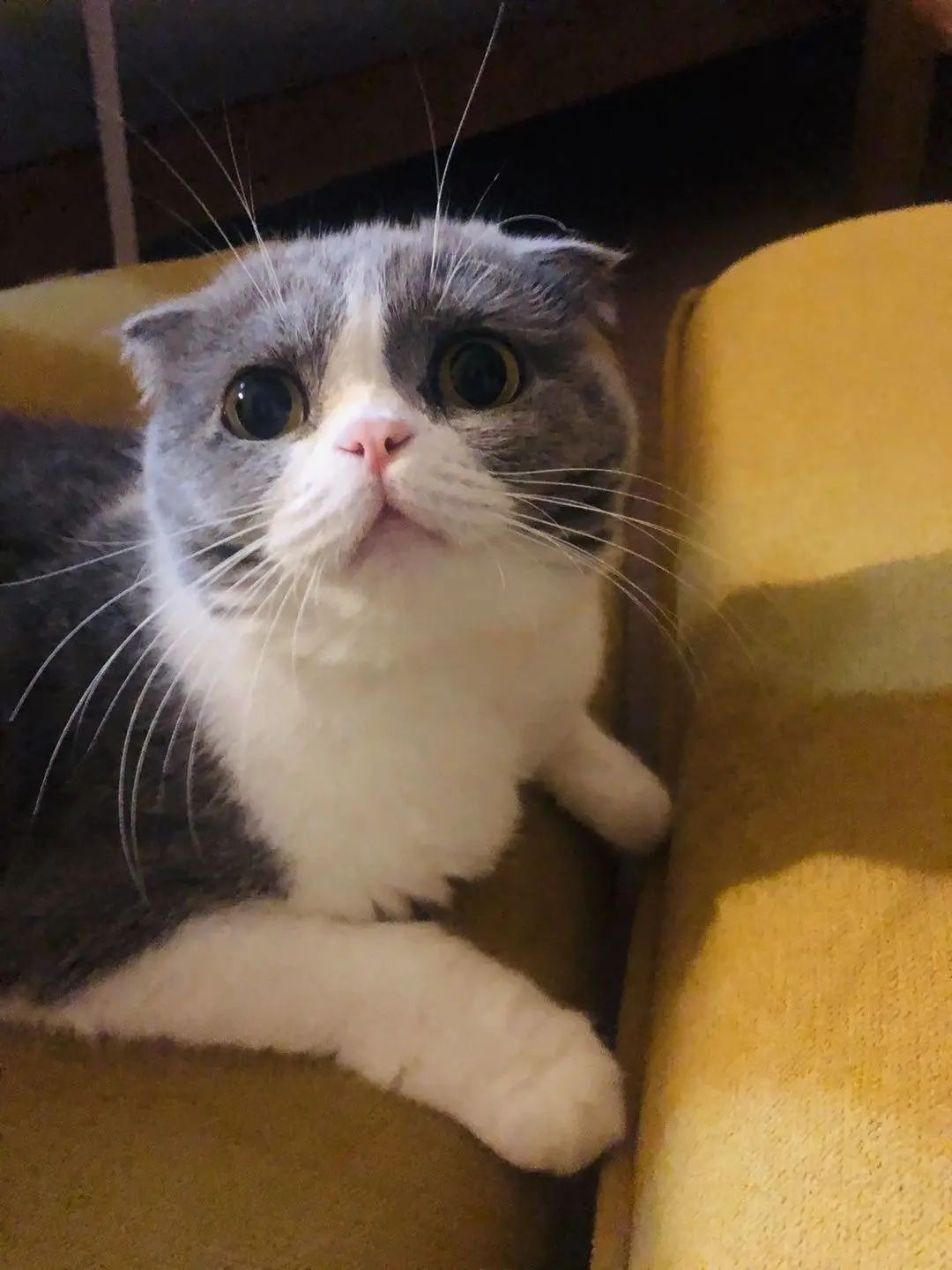 我家猫尿进了洗衣篓里，我爸为了包庇猫说，是他尿的···