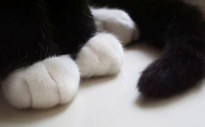 旺财家猫,猫咪旺财的10个特征