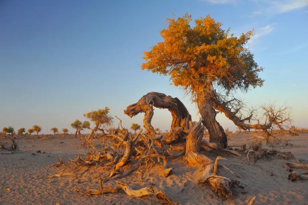 全世界仅存三处！一年只美21天！这场“黄金盛宴”，只因它而起