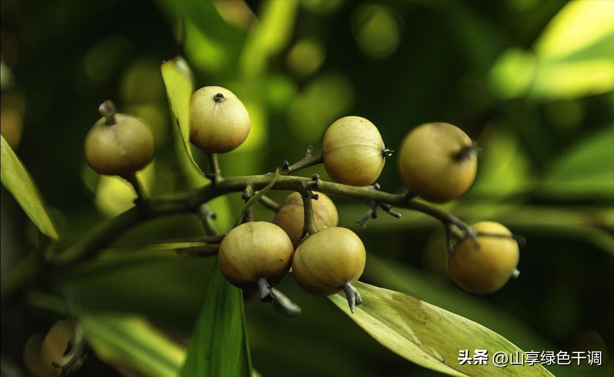 肉蔻是如何增香的,在卤肉料中豆蔻指是什么