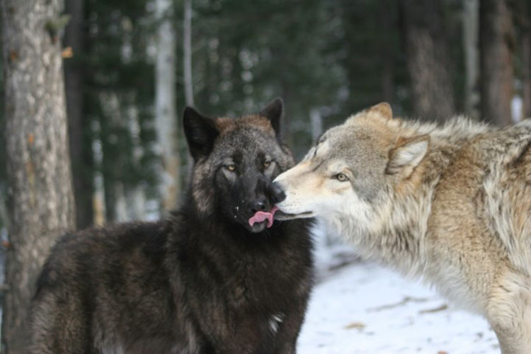 狼群中最低级的狼有交配权吗,狼群中的母狼都可以产子吗