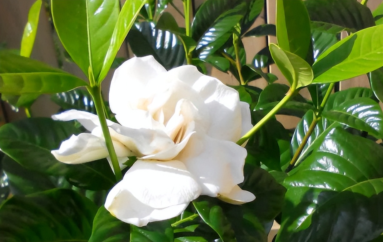 爱干净的人应该养什么动物,家中千万别养这8种毒花