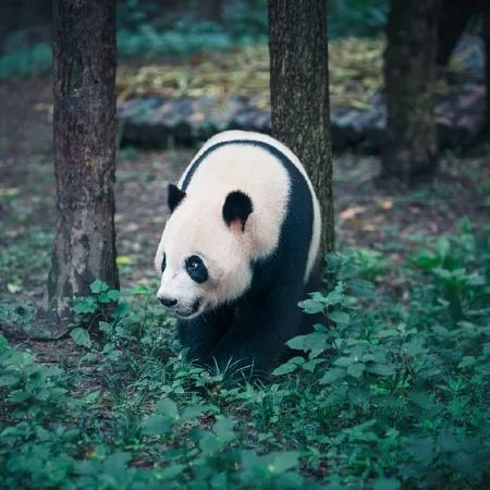 成都重庆九寨沟旅游攻略自由行,70-80岁老人旅游攻略成都