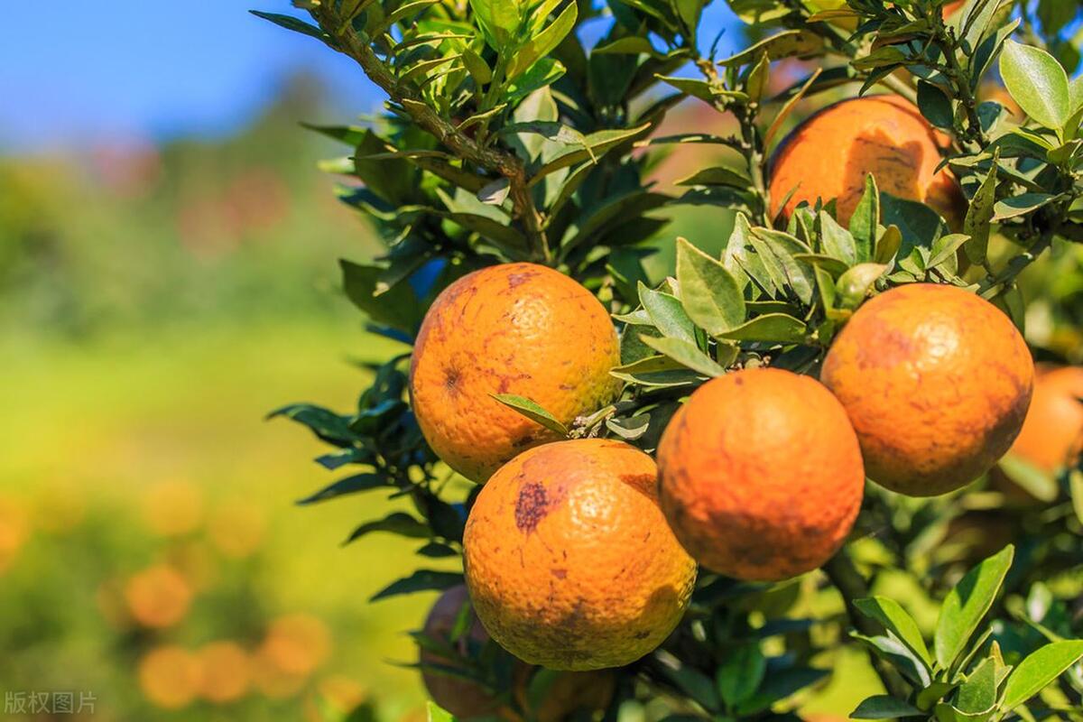农村赚钱的100种方法,农村赚钱的100个方法