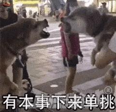 搞笑gif看着都提心吊胆还好没出事,搞笑gif表面稳中带皮实则慌中带急