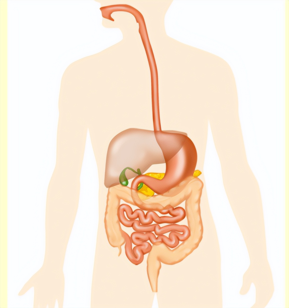 全球有30%因肥胖而死亡,全球每年280万人因肥胖死亡