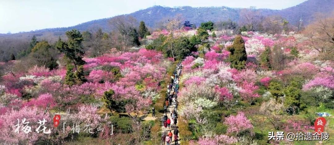 南京红梅花价格,南京的梅花是什么样的