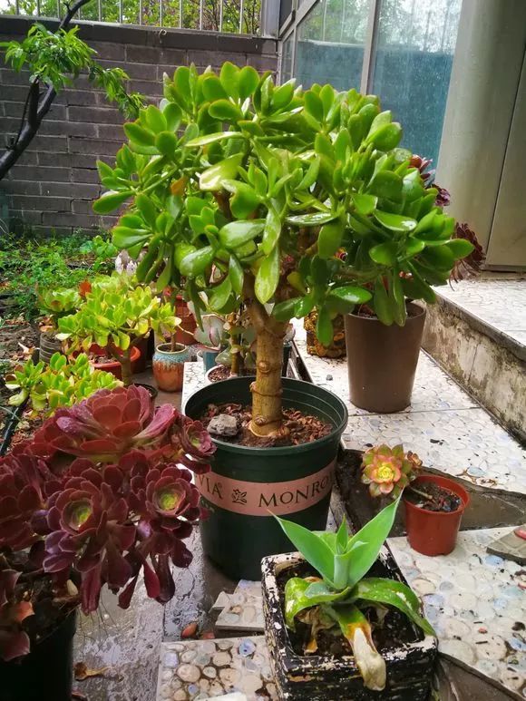 养在家里富贵花有哪些品种,盆栽富贵花怎么种植最好