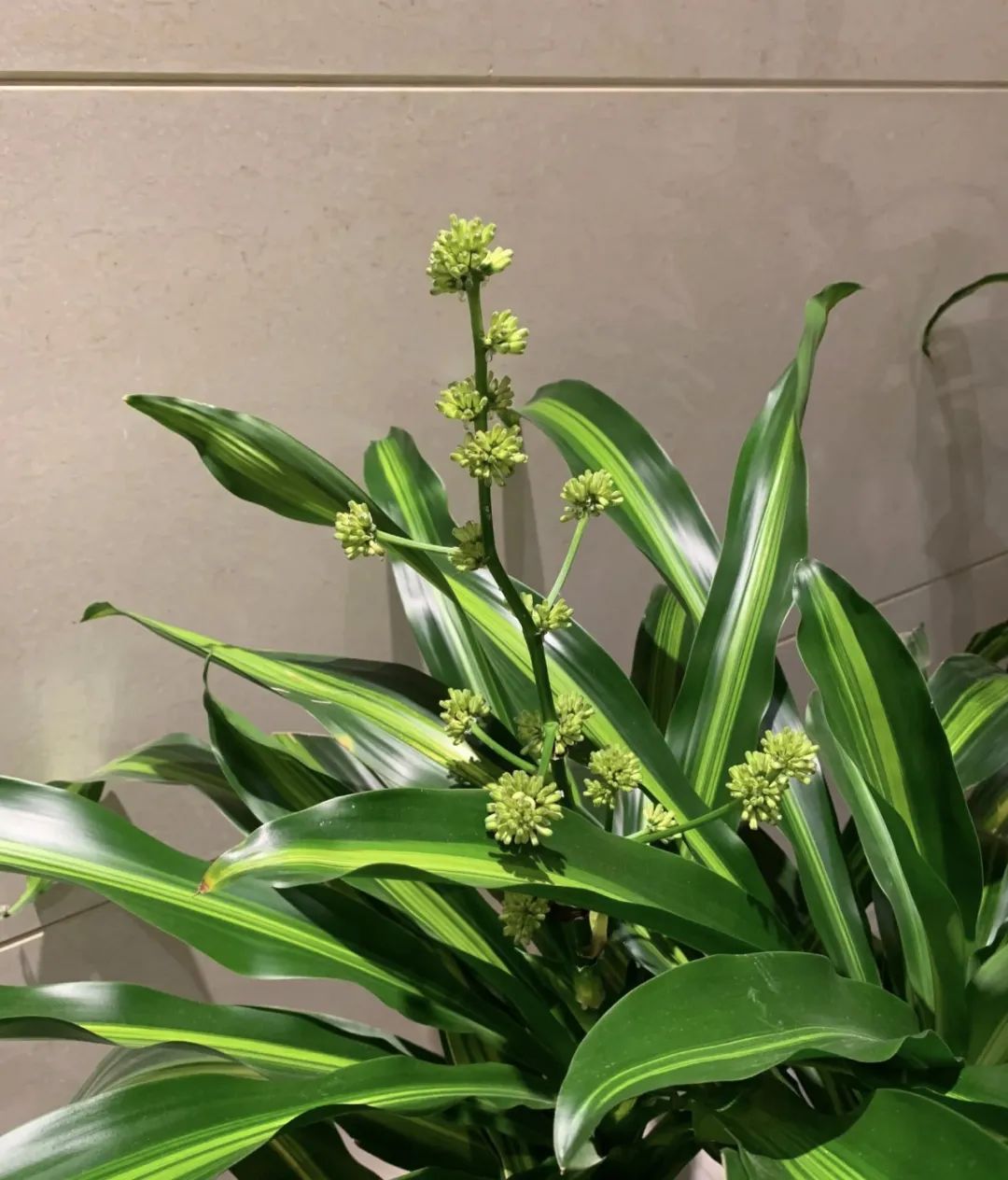 室内养什么好养又吸甲醛,室内养什么绿植吸收甲醛量最高