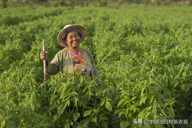 80岁以上老人领多少养老金农村,目前农村80岁老人领多少养老金