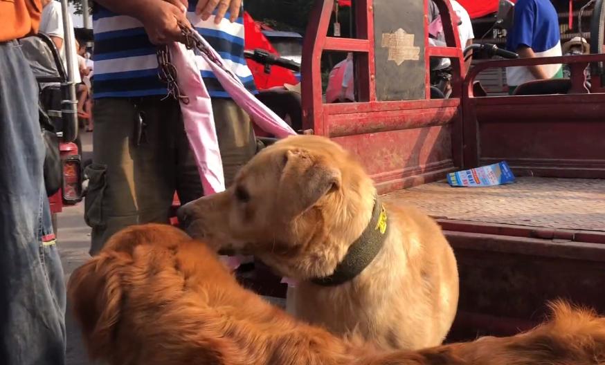 从狗贩子手里买的拉布拉多,拉布拉多疑遭主人卖给狗贩子