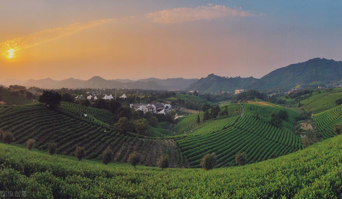 安吉白茶多少钱一盒,安吉白茶怎么样