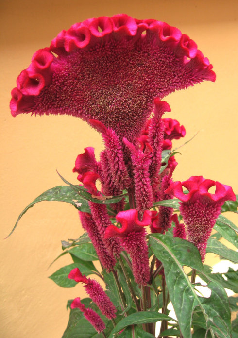 适合春季赏花的花,视觉盛宴五种赏花名花供您选择