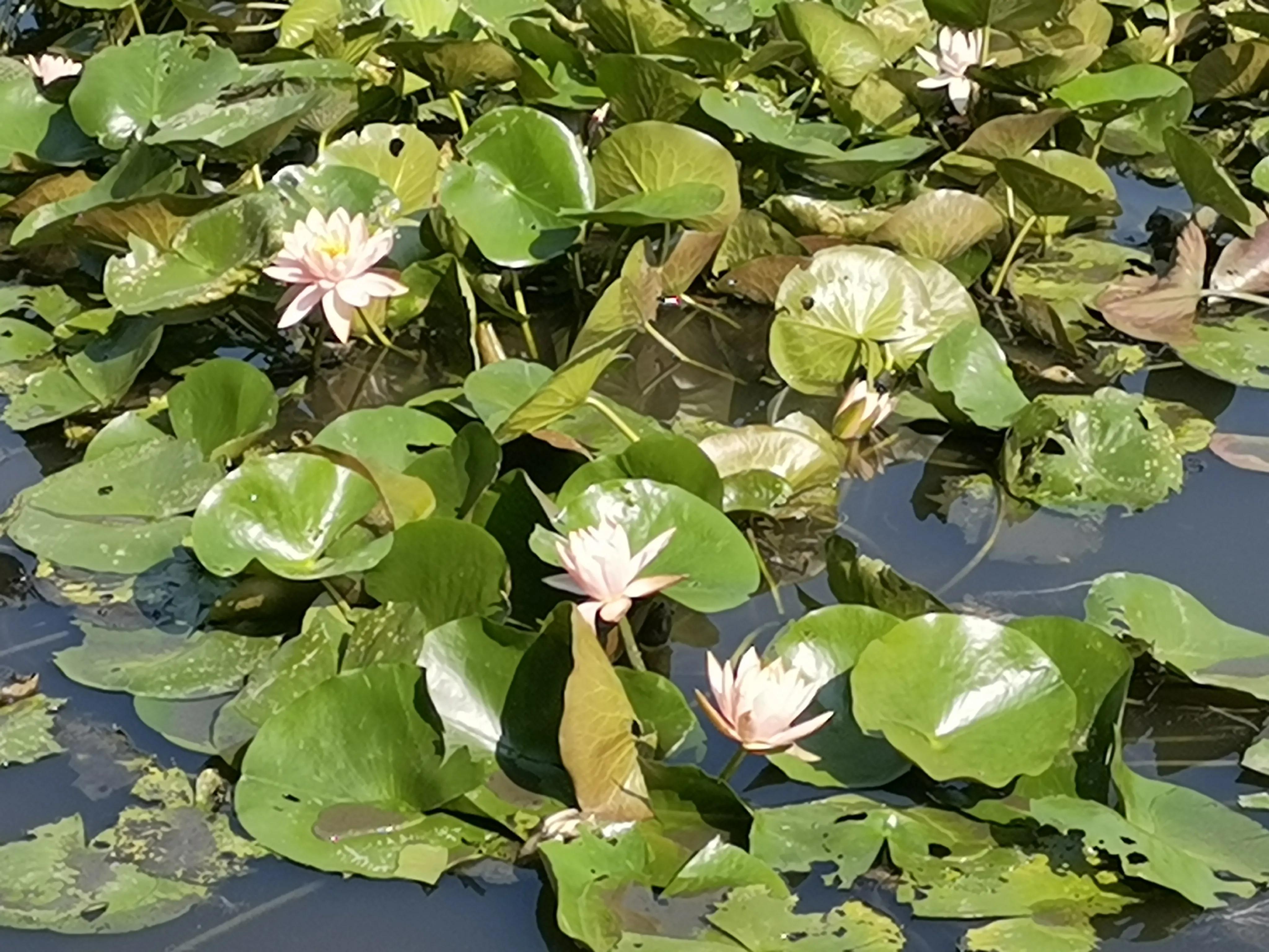 夏天的一丝清凉睡莲,夏天的睡莲有种别样的美