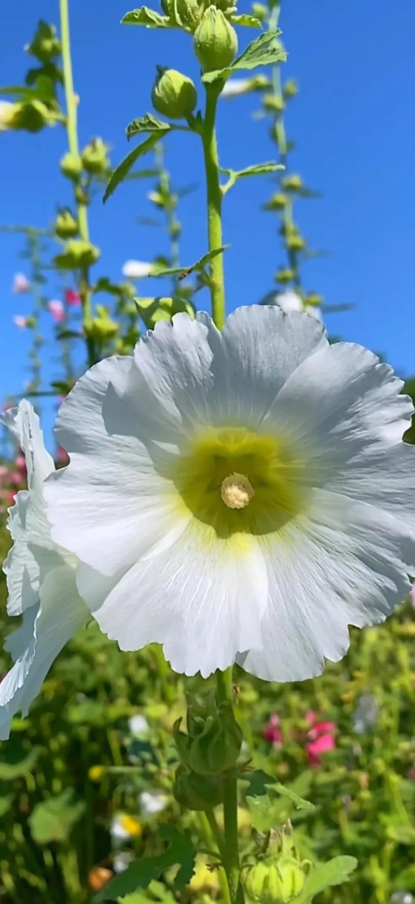 蜀葵花唯美大图片,世上最美的蜀葵花图片图文