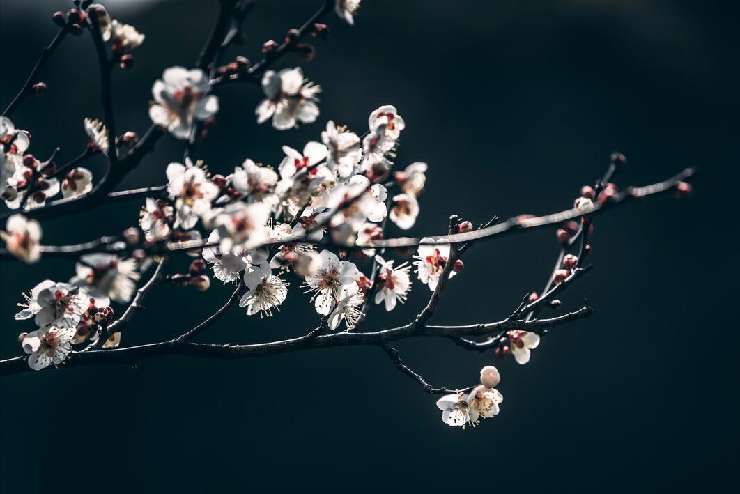 炼字最经典的诗词,古诗词经典炼字鉴赏