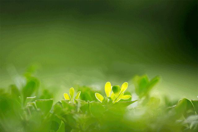 饮茶是一种生活方式和文化,饮茶是一种生活方式用英语怎么说