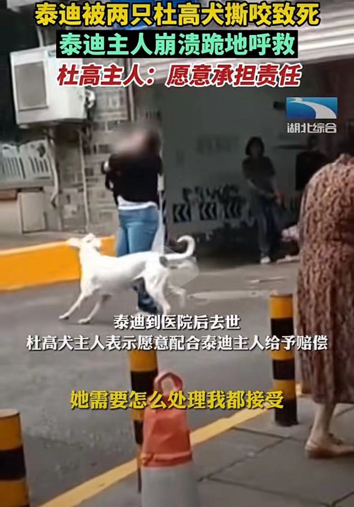 给狗狗戴上嘴套会死吗,防止狗狗咬人的嘴套好用吗