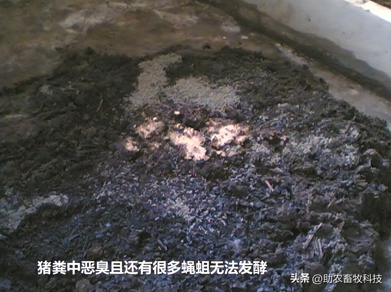 怎么过滤猪粪的蝇蛆,猪粪除臭最快方法