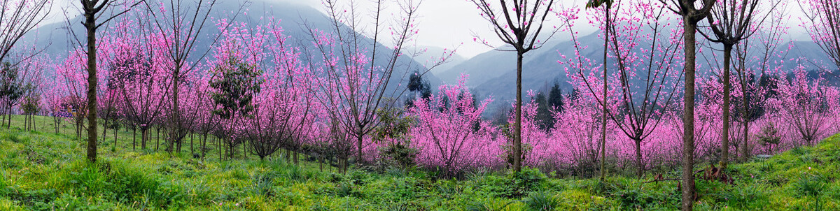 成都景点免费门票一览表,成都附近公园免费景点推荐