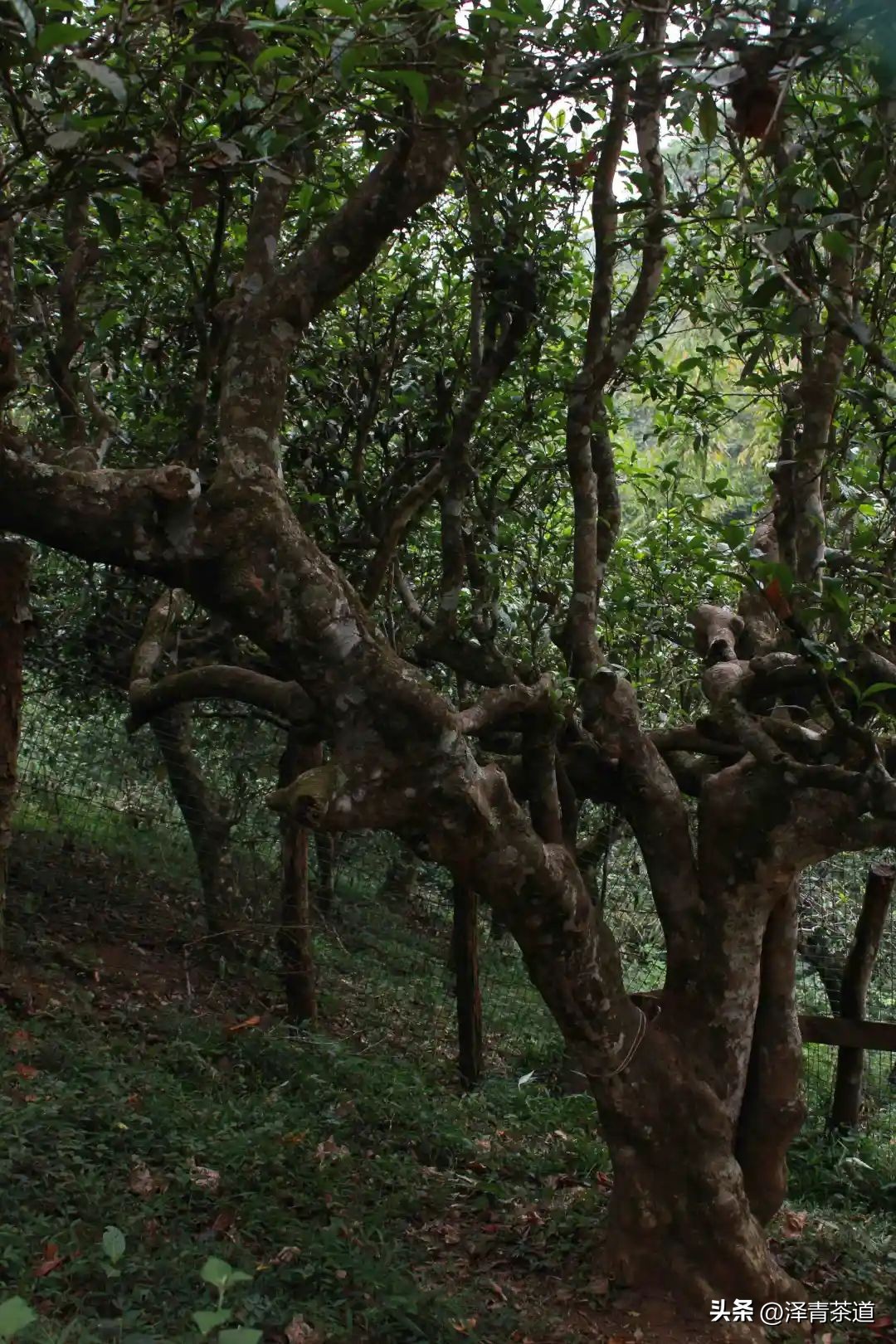 为什么茶树的南比北多,茶树生长的原因有哪些