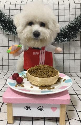 狗狗“怀孕”啦，快这样照顾它