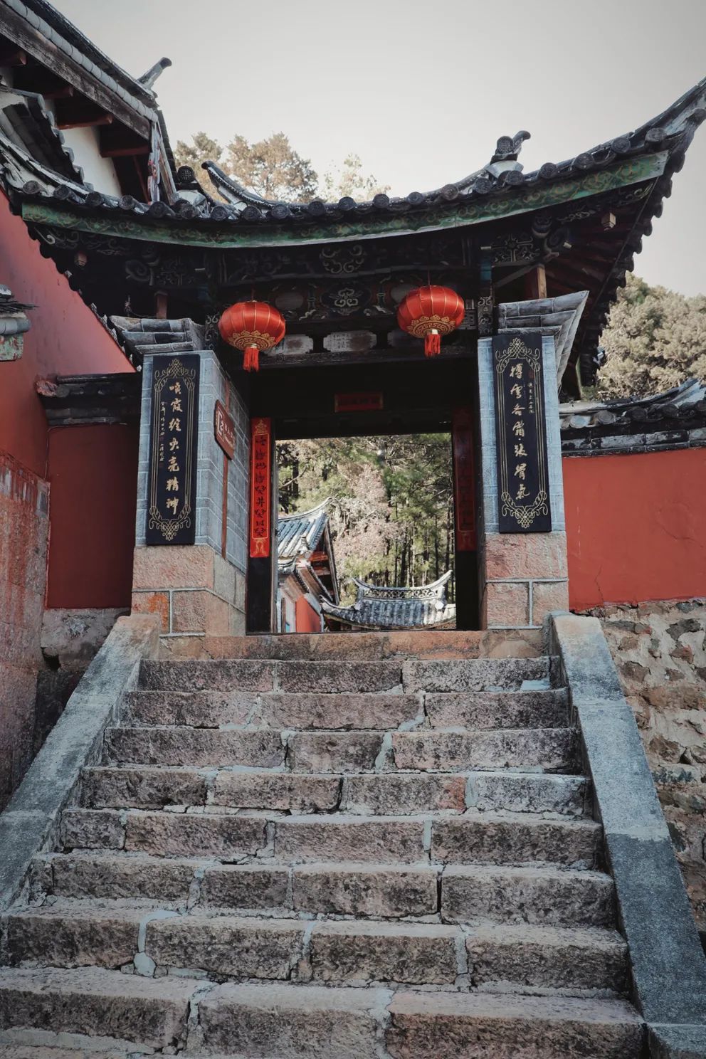 玉峰寺茶花,昆明金殿看茶花