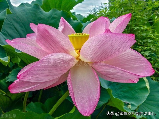 出淤泥而不染濯清涟而不妖深意,出淤泥而不染濯清涟而不妖相似词