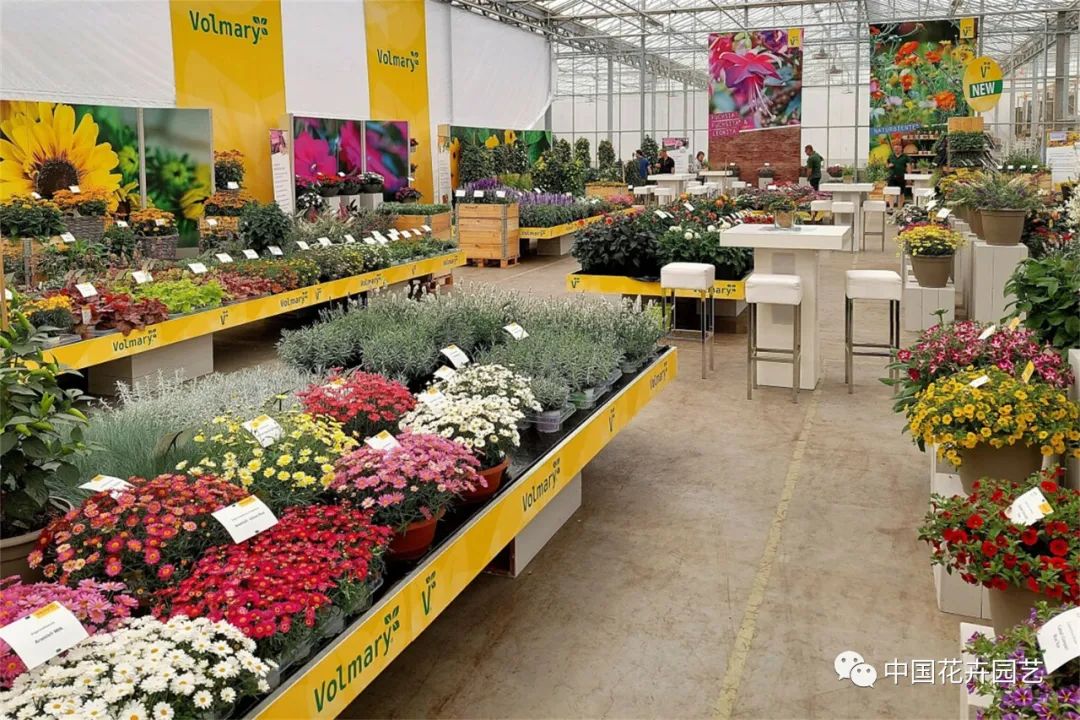 鑺卞崏鍝佺灞曠ず,鏂颁紭鑺卞崏鍝佺灞曠ず