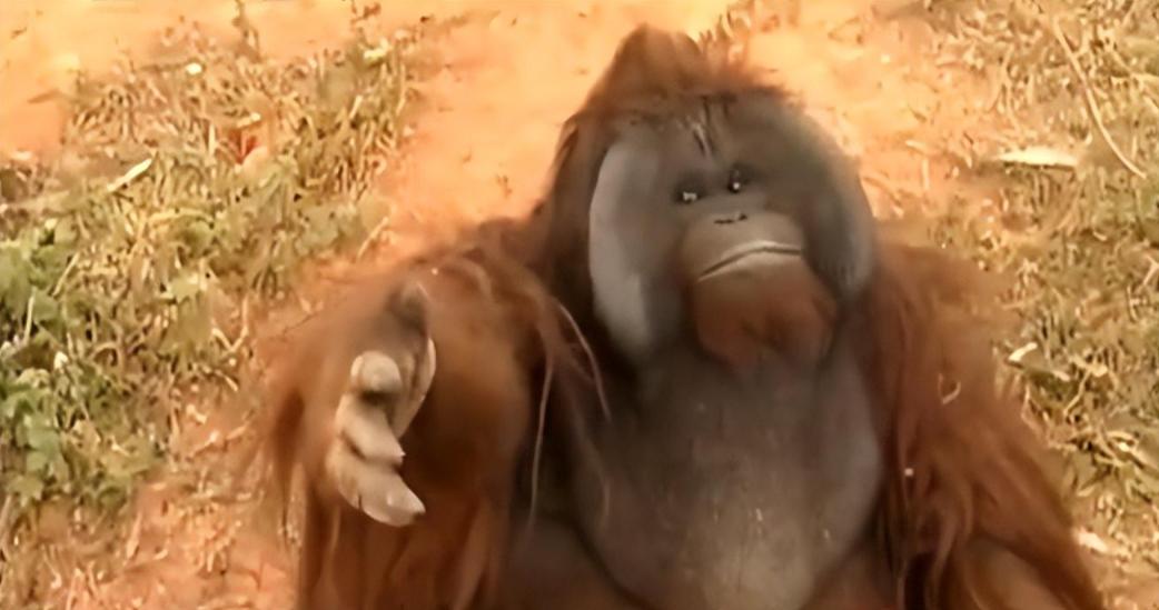 动物园大猩猩健身,大猩猩吃东西变瘦