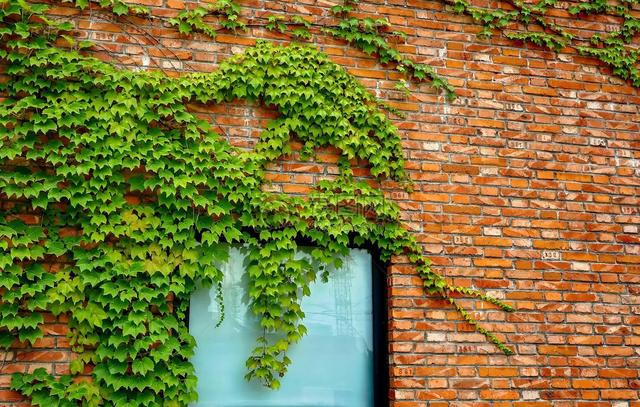 高架桥下种植爬山虎，难道不怕腐蚀吗？看完不得不佩服国人的智慧