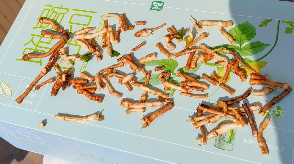 藏在草丛里的“护肝冠军”，很多人拿它当草，做成菜团子，特好吃