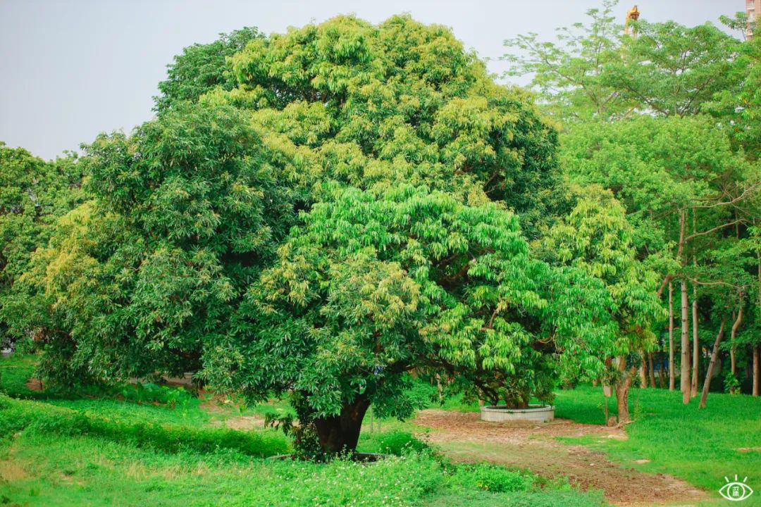 深圳地铁五号线十号线游玩地点,深圳地铁12号线最新最全线路图