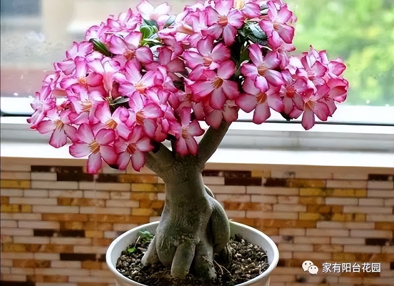 养花新手就养这10种花,养花大全简单易养的花