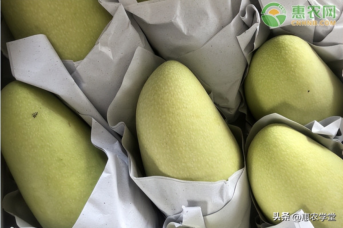 芒果怎么催熟最快方法最好,芒果怎么催熟最简单的方法