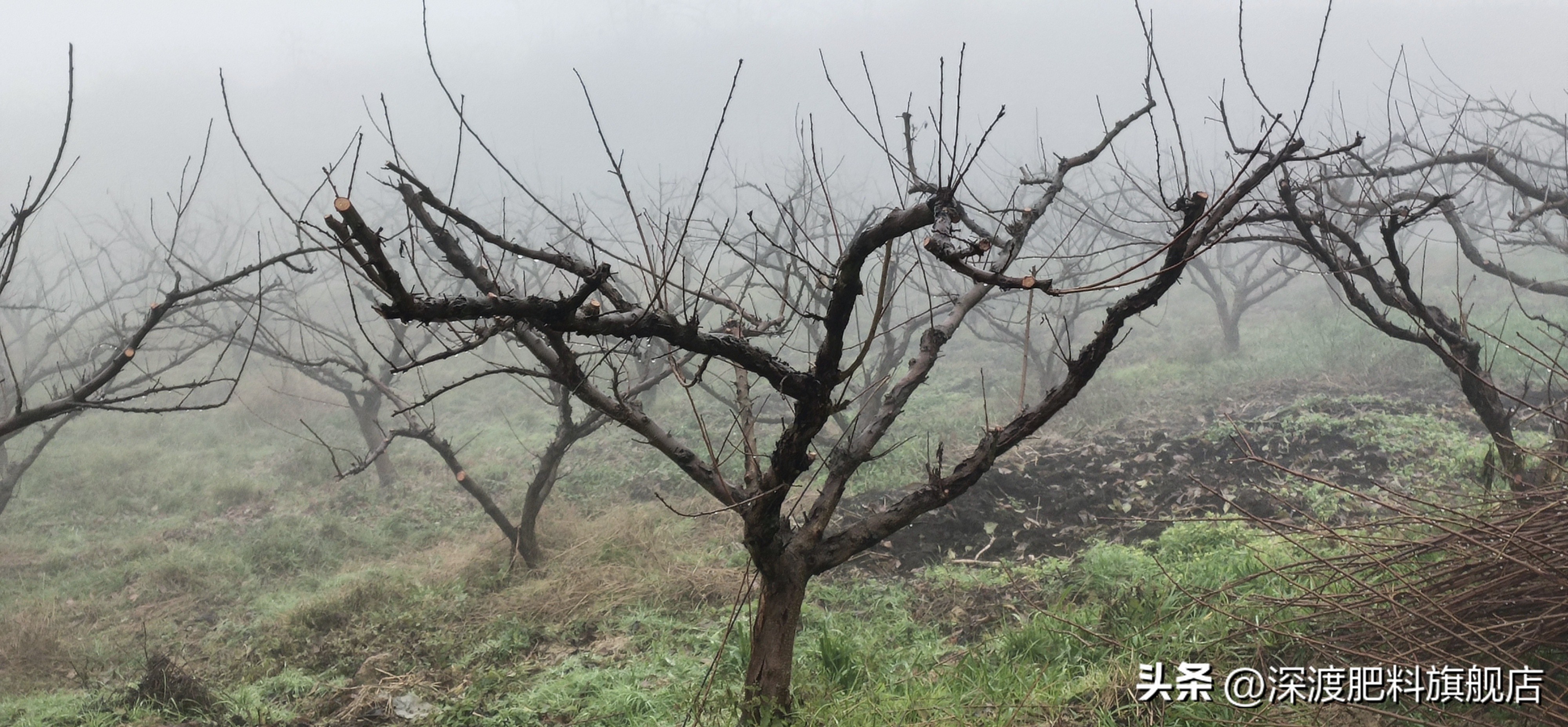 红李子树冬季修剪,唐老师李子树冬季修剪