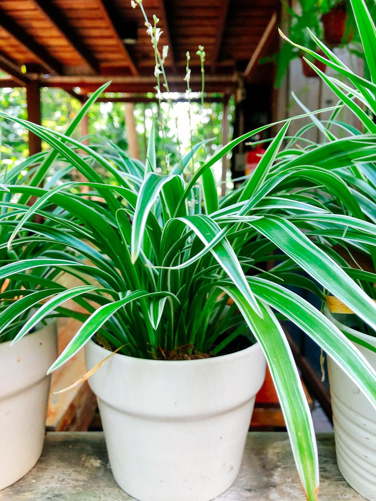 家里养哪五种花大气,家养哪四种花寓意好