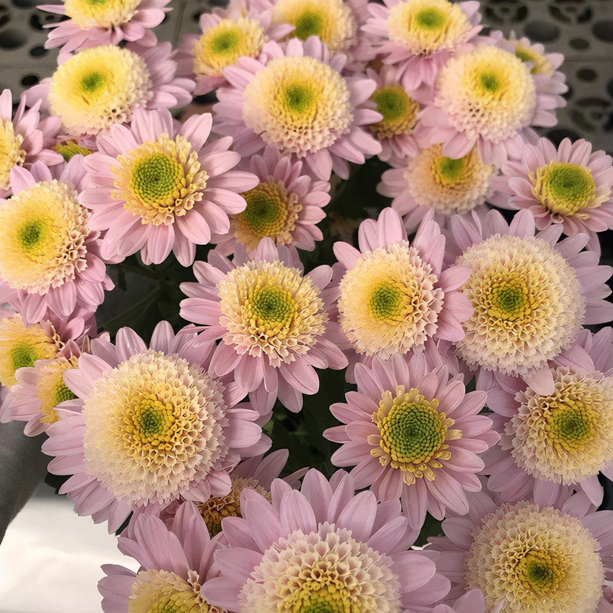 花园里的月季花竞相开放,花园里有7盆月季30盆菊花