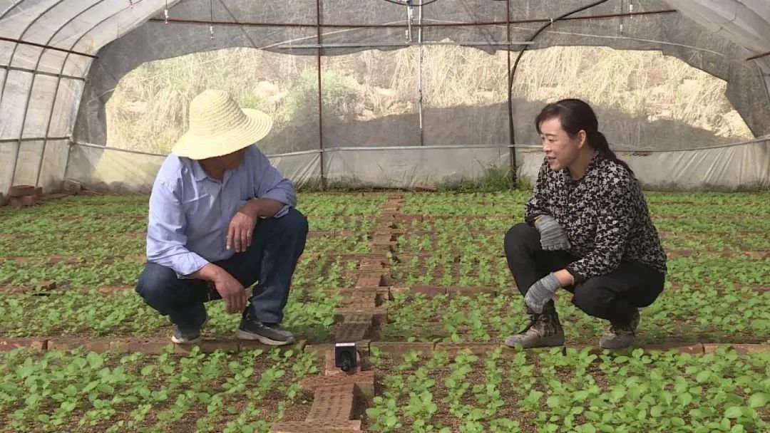 土蛋蛋变金蛋蛋千亩马铃薯喜丰收,甘肃金蛋蛋马铃薯