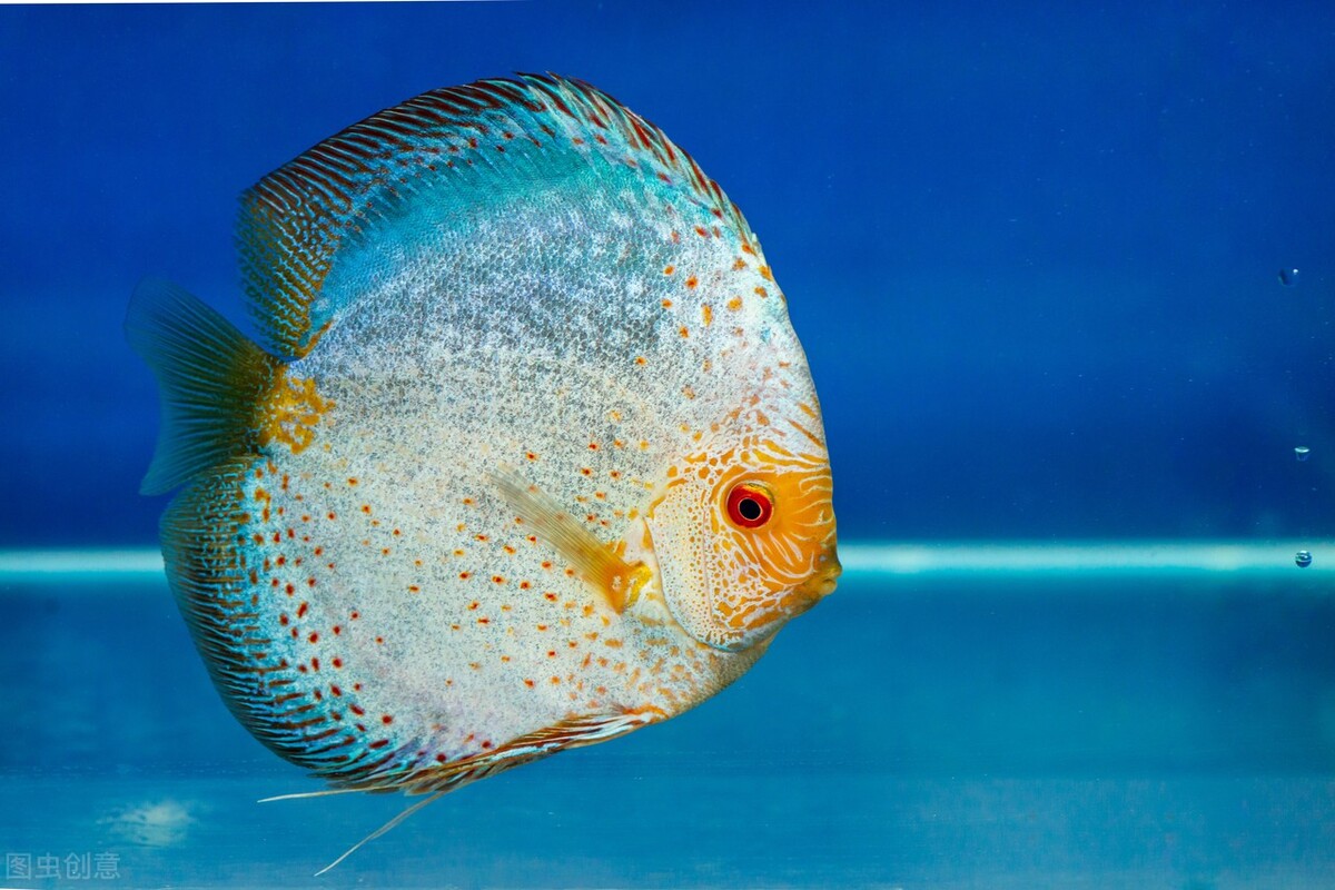 七彩神仙鱼怎么换水才正确,养七彩神仙鱼方法