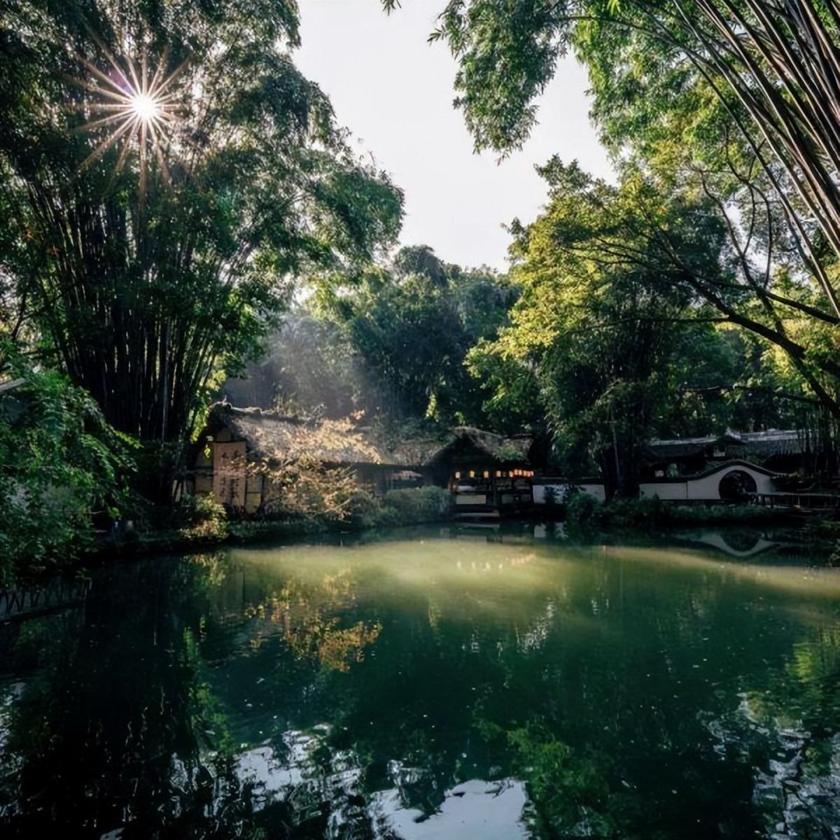 水井坊1号菌群,水井坊一号