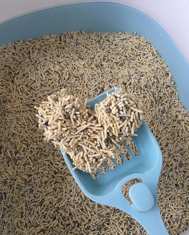 猫砂怎么选？一款好的猫砂，才不会被猫咪“拒收”，使用更持久