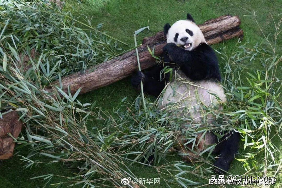 胖达在国外有多受欢迎?日本哭泣相送,比利时差点分裂?