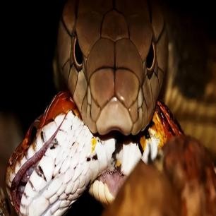 老照片还原日军暴行图片,侵华日军老相片曝光