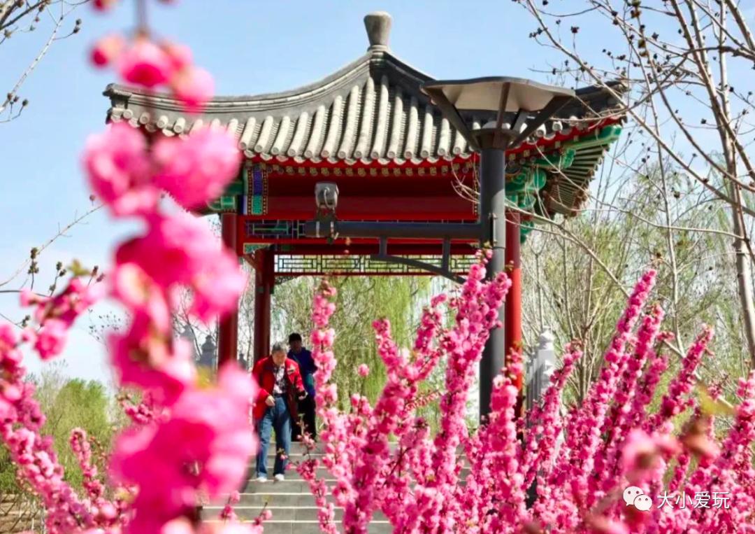 超级美的樱花美景全景,浪漫樱花海美景图