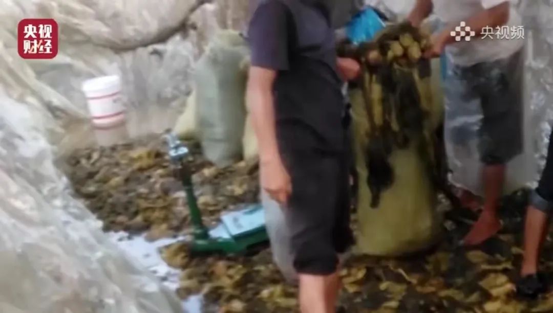 今年3·15晚会,画面“不忍直视”,中国人只骗中国人?