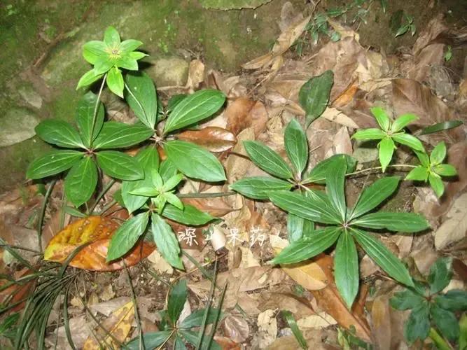 七叶一枝花能治好剧毒蛇咬伤吗,毒蛇为何怕七叶一枝花