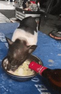 神回复最恶搞的话,被人骂不知羞耻的神回复