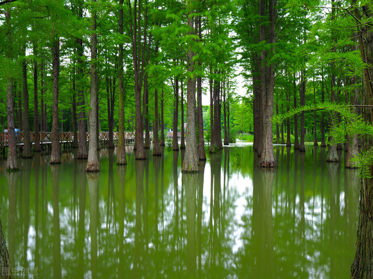上海市区森林秘境,上海这些景区值得一去